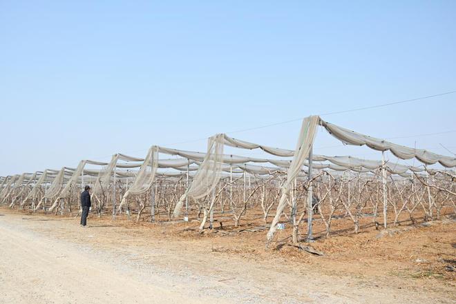 肥城桃园镇：高效灌溉拧紧农业“水龙头”(图2)