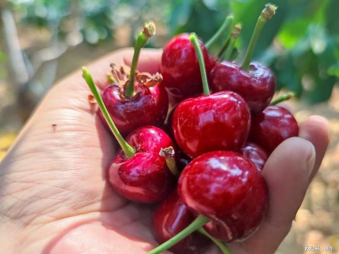 曾经的3个“爆款”年货到现在的销售遇冷因为人都懂行了吗？(图2)