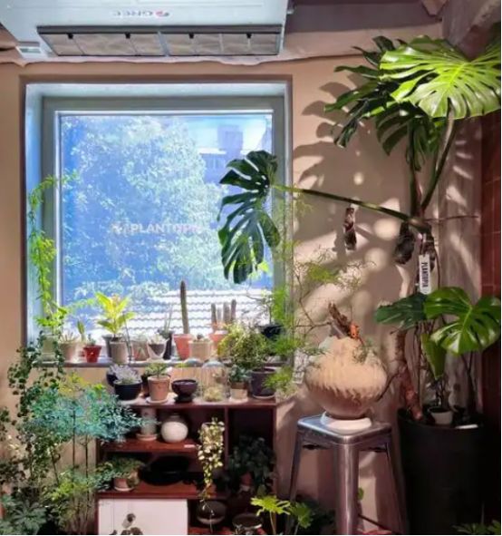 女子花40万买爬宠3个月后失联警方破门而入屋中只剩3米长缅甸莽(图2)