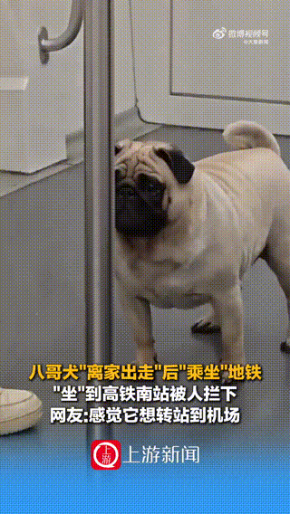 中国女子盗窃法国博物馆12斤金块：被捕时正准备飞往上海行李中藏有1公斤熔金碎片(图6)